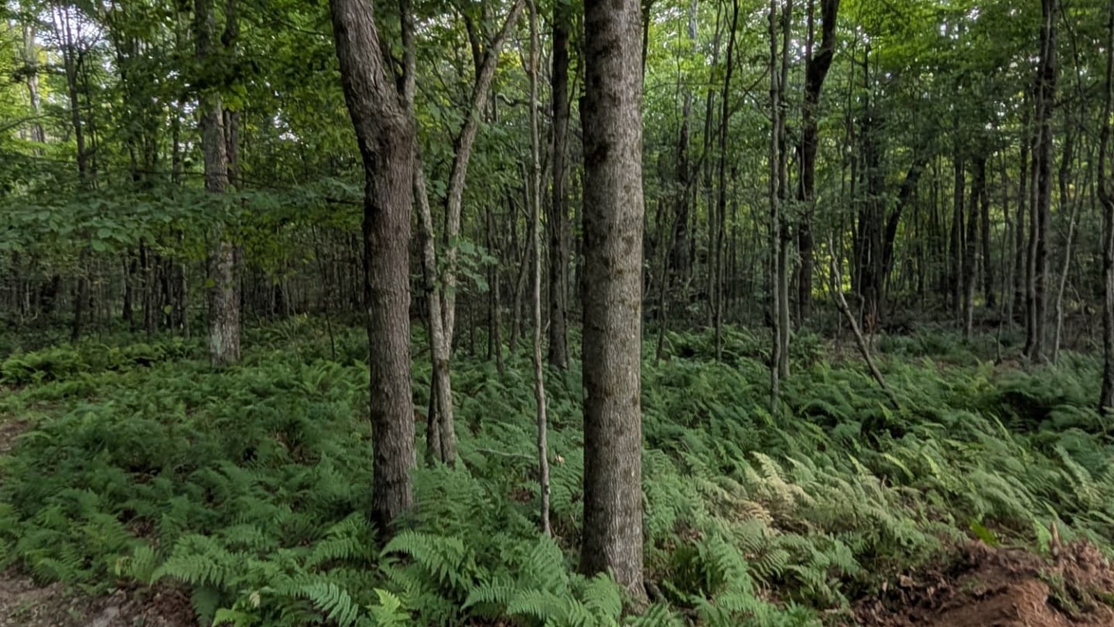 Overgrown wooded lot before forestry mulching